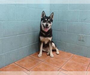 Siberian Husky Dogs for adoption in Downey, CA, USA