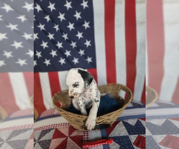Medium Photo #30 Dalmatian Puppy For Sale in VASSALBORO, ME, USA