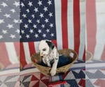 Small Photo #30 Dalmatian Puppy For Sale in VASSALBORO, ME, USA