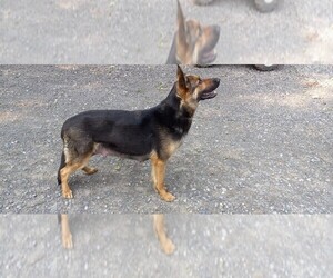 Mother of the German Shepherd Dog puppies born on 05/28/2025