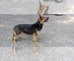 Small Photo #1 German Shepherd Dog Puppy For Sale in MIDDLEBURGH, NY, USA