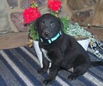 Puppy 1 Labrador Retriever-Unknown Mix