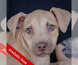 American Staffordshire Terrier-Labrador Retriever Mix Dogs for adoption in Huntley, IL, USA