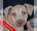 Small American Staffordshire Terrier-Labrador Retriever Mix