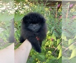 Small #2 Pomeranian