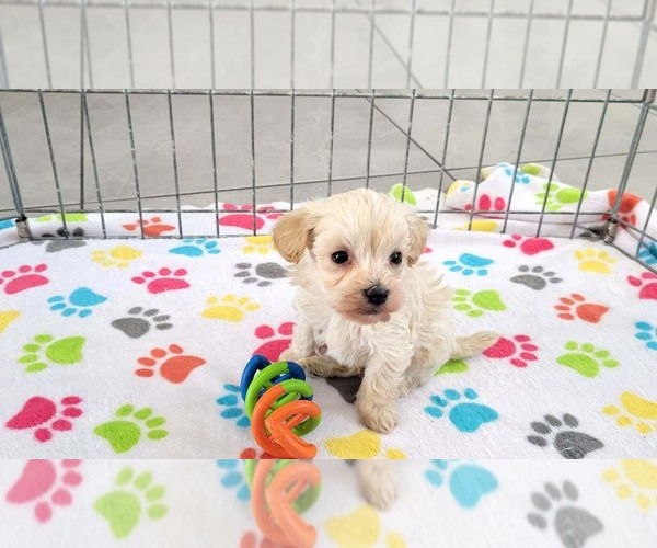 Medium Photo #11 Maltese-Poodle (Toy) Mix Puppy For Sale in ORO VALLEY, AZ, USA