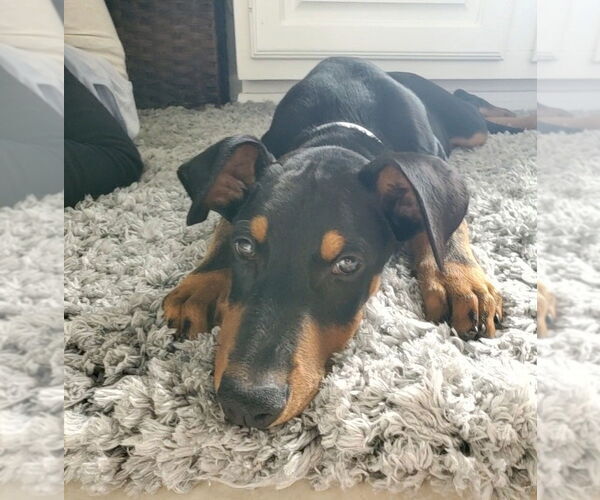 Medium Photo #3 Doberman Pinscher-Unknown Mix Puppy For Sale in Lakewood, CO, USA