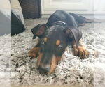 Small #2 Doberman Pinscher Mix