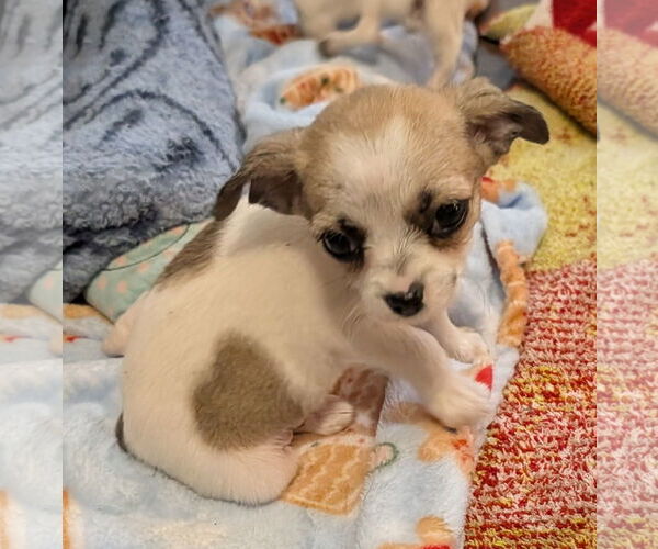 Medium Photo #3 Chihuahua Puppy For Sale in The Woodlands, TX, USA