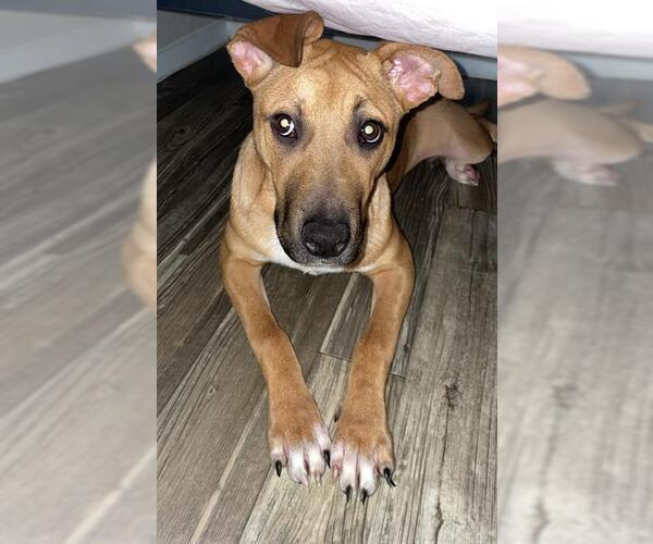 Medium Photo #2 Bull Terrier Puppy For Sale in San Antonio, TX, USA