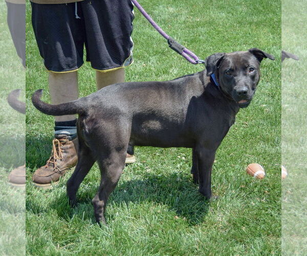 Medium Photo #2 Rottweiler-Unknown Mix Puppy For Sale in Huntley, IL, USA