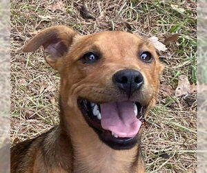 Mutt Dogs for adoption in Canton, CT, USA