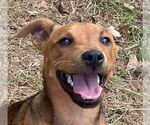 Small Mutt