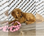 Small #3 Golden Retriever