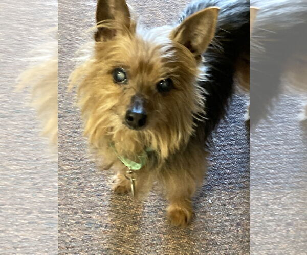 Medium Photo #2 Mutt Puppy For Sale in Rootstown, OH, USA