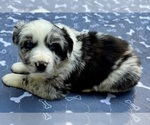 Puppy Boy 1 Australian Shepherd