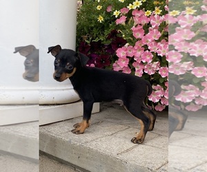 Miniature Pinscher Puppy for sale in CANOGA, NY, USA