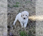 Small Photo #5 Goldendoodle Puppy For Sale in CARTHAGE, TX, USA