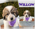 Puppy Willow Great Pyrenees