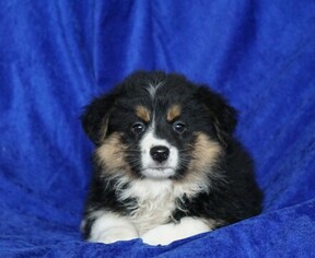 Medium Australian Shepherd