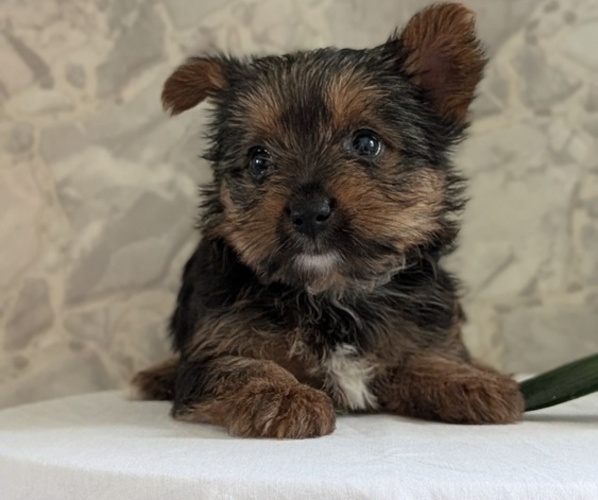 Medium Photo #33 Yorkshire Terrier Puppy For Sale in GOSHEN, IN, USA