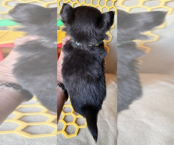 Medium Photo #3 Chihuahua Puppy For Sale in NEWVILLE, PA, USA