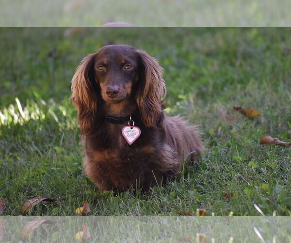 Medium Photo #16 Dachshund Puppy For Sale in Shelbyville, TN, USA