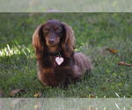 Small #15 Dachshund