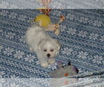 Small Photo #3 Zuchon Puppy For Sale in ORO VALLEY, AZ, USA