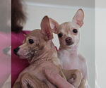 Small #8 Chihuahua