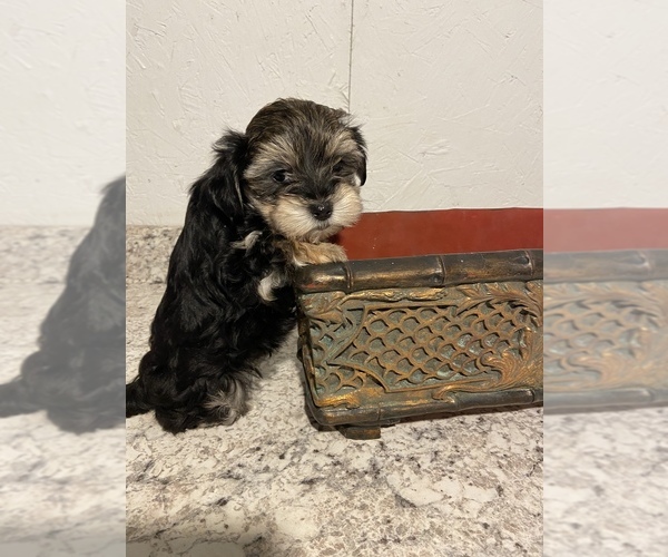 Medium Photo #3 Morkie Puppy For Sale in GREENVILLE, NC, USA