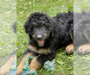 Bernedoodle Puppy for Sale in CAMDEN, Ohio USA