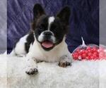 Small Photo #3 French Bulldog Puppy For Sale in CHERRY HILLS, CO, USA