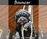 Small #3 Cavapoo-Poodle (Miniature) Mix