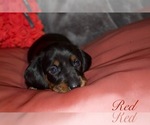 Small Photo #3 Dachshund Puppy For Sale in LIZELLA, GA, USA