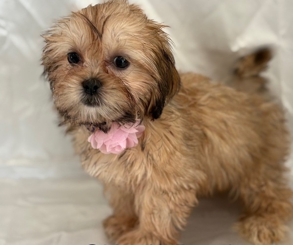 Medium Photo #1 Mal-Shi Puppy For Sale in CENTER HILL, FL, USA