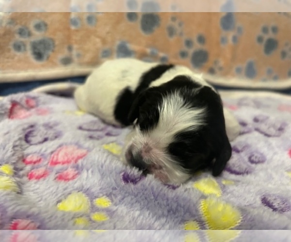 Medium Photo #2 Cocker Spaniel Puppy For Sale in MARTIN, GA, USA