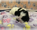 Puppy First Born Cocker Spaniel