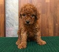 Small Photo #9 Poodle (Toy) Puppy For Sale in CHICAGO, IL, USA