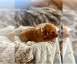 Puppy Pink Golden Retriever