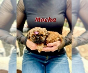 Shih Tzu Puppy for Sale in LAWRENCEVILLE, Georgia USA