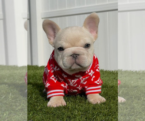 Medium French Bulldog
