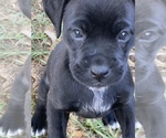 Small Photo #1 Boxador Puppy For Sale in TEMPLE TERRACE, FL, USA