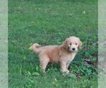 Small Photo #7 Goldendoodle Puppy For Sale in BRIGHTON, MO, USA