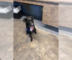 Labrador Retriever-Unknown Mix Dogs for adoption in Tallahassee, FL, USA