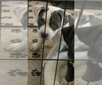 Small Photo #23 American Bully Puppy For Sale in EVERETT, WA, USA