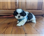 Small Photo #10 Shih Tzu Puppy For Sale in BRIDGEWATER, VA, USA
