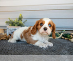 Small Photo #13 Cavalier King Charles Spaniel Puppy For Sale in MILLERSBURG, OH, USA