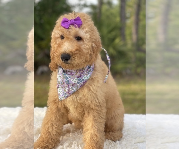 Medium Photo #3 Goldendoodle Puppy For Sale in FROSTPROOF, FL, USA