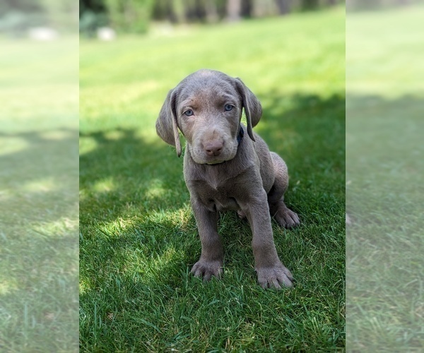 Medium Photo #4 Labrador Retriever Puppy For Sale in ATHOL, ID, USA